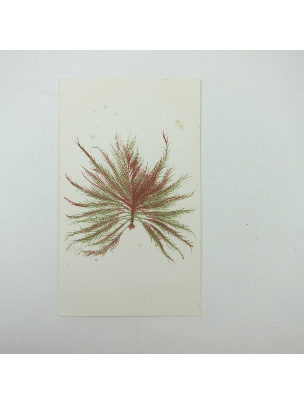 Antique Art Print Seaweed Marine Botanical Album Card Red & Green 2